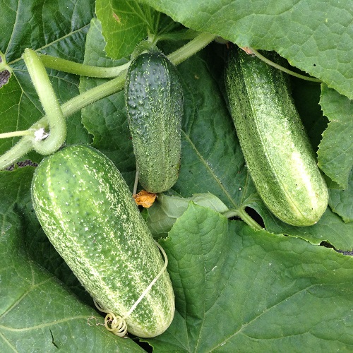 Gherkin Cucumber Partner F1